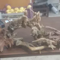 چوب آبنوس ماهی و آکواریوم