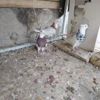 کبوتر طوقی|پرنده|اصفهان, بوستان ناژوان|دیوار