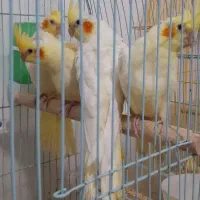 عروس هلندی ۲ماهه سالم