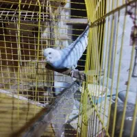 ۱۵۰۰تومان|پرنده|بندرعباس, |دیوار