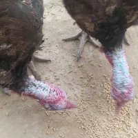 بقلمون نر