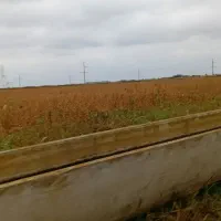 اجاره برای بادام زمینی ایران آباد جاکشت سویا