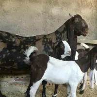 بز پاکستانی