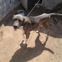 واکذاری