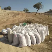 کودگوسفندی خالص پوسیده گونی شده آماده تحویل کار