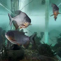 3 عدد ماهی پیرانا