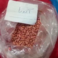 دو رقم بذر گندم خارجی