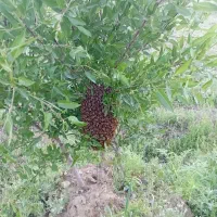 زنبور عسل