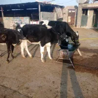 چند راس گاوداشتی درجه ۱ وگاوکشتی