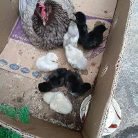 مرغ کرچ محلی با۸عددجوجه لاری