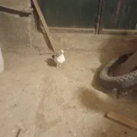 نروماده اماجفت نیستن|پرنده|کوهسار (البرز), |دیوار