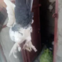 کفتر|پرنده|راین, |دیوار