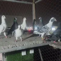 ۷ عدد ماده بازی شده|پرنده|گنبد کاووس, |دیوار