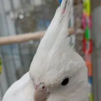 عروس هلندی البینو خالص سخنگو