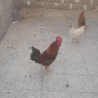 خروس قیمت  ۱۰۰۰۰۰