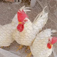 سه عدد خروس|حیوانات مزرعه|قشم, |دیوار