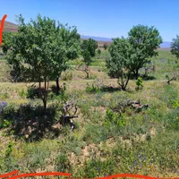 23هکتار 4000باغ انگور بادام 600مت زمین دامداری خون