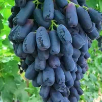 آغاز فروش زمستانی انواع انگور