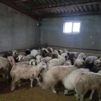 گوسفند بابره