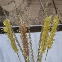 گلدان و گل|گل مصنوعی|اهواز, زیتون کارمندی|دیوار