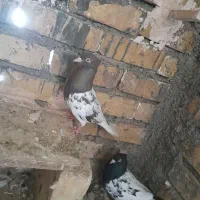 کفتر کله|پرنده|زبرخان, |دیوار