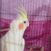 عروس هلندی لوتینو ماده|پرنده|قزوین, |دیوار