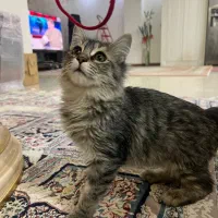 گربه|گربه|تهران, صادقیه|دیوار