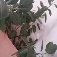 دیفن وفیکوس|گل و گیاه طبیعی|شهرکرد, |دیوار