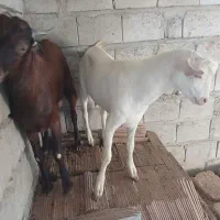 فروش نری چاق مخصوص کبابی