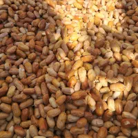 انواع سنجد تازه امسال|خوردنی و آشامیدنی|خسروشاه, |دیوار