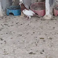 کبوتر میولمنز|پرنده|جره و بالاده, |دیوار