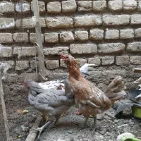 مرغ و خروس گلین|حیوانات مزرعه|مشهد, شهید شهریاری|دیوار
