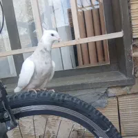 فروش یک جفت کرم آجری