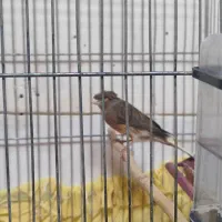 قتاری سرخ ماده سالم سرحال