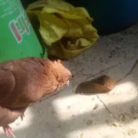 ماده زرد|پرنده|بروجرد, |دیوار