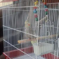 طوطی عروس هلندی