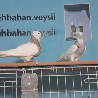 پرنده طوقی فروشی|پرنده|بهبهان, |دیوار