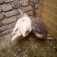 دو عدد غاز تخم گذار