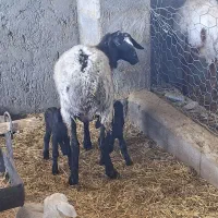 کارگر ماهر در دامداری