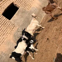 بز و بزغاله