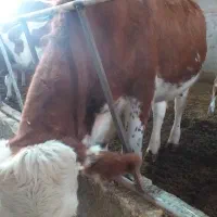 تلیسه سیمینتال آبستن سنگین|حیوانات مزرعه|تاکستان, |دیوار