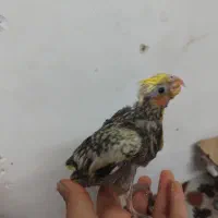 عروس هلندی سرلاکی|پرنده|کازرون, |دیوار