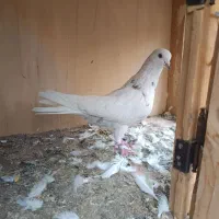 کفتر پرشی|پرنده|تهران, هلال احمر|دیوار