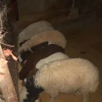 میش وبره|حیوانات مزرعه|کارزان, |دیوار