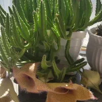 گل با گلدان پر گل