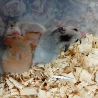 همستر|موش و خرگوش|قم, ولیعصر|دیوار