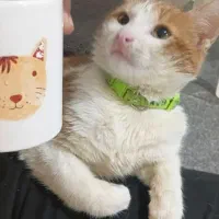 واگذاری گوربه نر خانگی