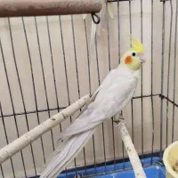 عروس هلندی|پرنده|تبریز, |دیوار