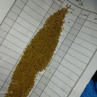 بذر یونجه