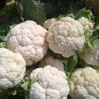 گل کلم و هویج و فلفل وکرفس و شلغم